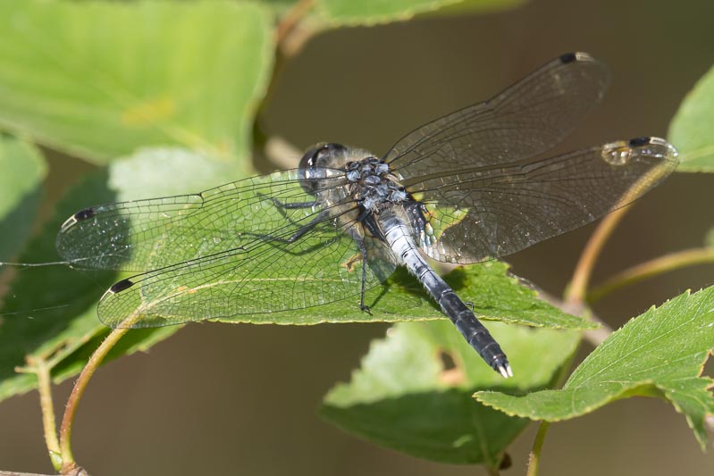 Leucorrhinia albifrons (Dark Whiteface) male-5.jpg